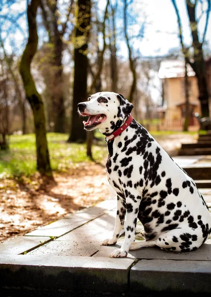 A beautiful and cheerful dalmatian dog sits sideways on an alley against the background of a spring park. The dog is eight years old, she looks to the side with her mouth open. The photo is blurred