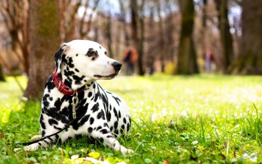 Dalmaçyalı köpek, bulanık ağaçların arka planında yeşil çimlerin üzerinde uzanıyor. Köpek yaşlı ve sekiz yaşındadır. Boynunda bir tasma var. Fotoğraf bulanıklaştı. Yüksek kalite fotoğraf