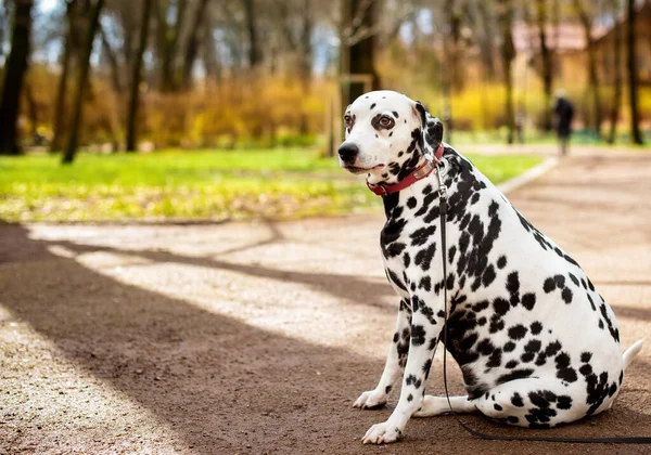 A Dalmatian dog sits sideways on the alley against the background of blurred trees in the park. The dog is eight years old, looking away. She has health problems, obesity and hormonal failure.