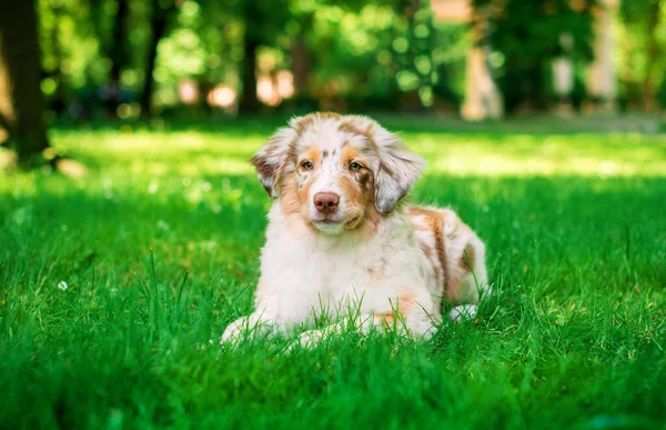 Dog Australian Shepherd Aussie Breed Lies Green Grass Background Summer — Stock Photo, Image