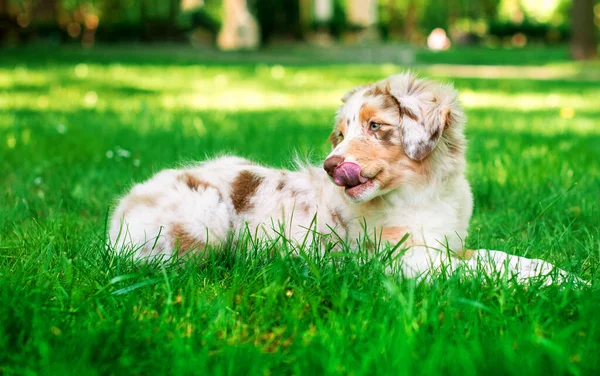 澳大利亚牧羊犬的品种澳大利亚牧羊犬躺在绿草上的一个夏季公园的背景 这只小狗已经四个月大了 它把头转向一边 舔着舌头 — 图库照片