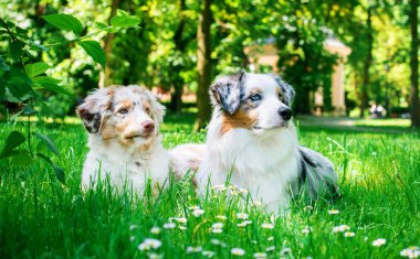 İki Avustralyalı Avustralyalı çoban parkın arka planındaki yeşil çimlerde uzanıyor. İki güzel köpek dört ve dokuz aylık. Fotoğraf bulanıklaştı. Yüksek kalite fotoğraf