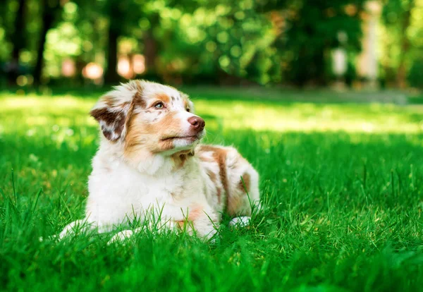 Собака Австралійської Вівчарської Вівчарки Лежить Зеленій Траві Задньому Плані Літнього — стокове фото