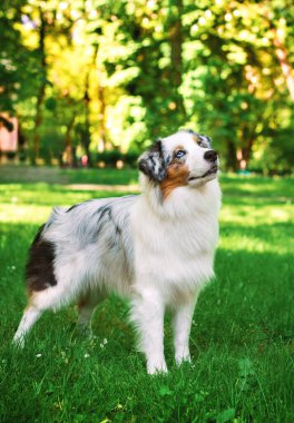 Avustralyalı Çoban Aussie parkın arka planındaki yeşil çimlerin üzerinde yan duruyordu. Üç renkli köpek 9 aylık ve yukarı bakıyor. Fotoğraf bulanıklaştı. Yüksek kalite fotoğraf