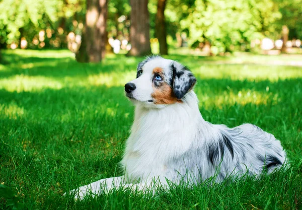 Pies Rasy Owczarek Australijski Leży Zielonej Trawie Tle Parku Pies — Zdjęcie stockowe