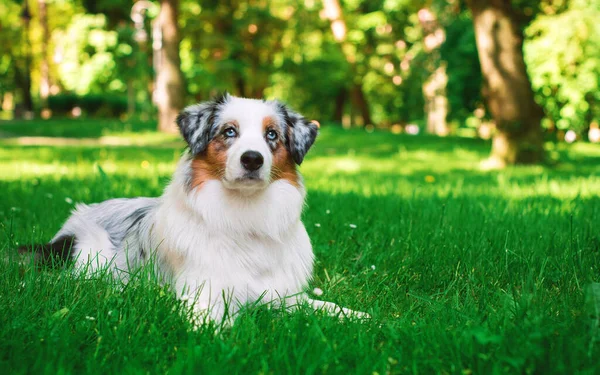 オーストラリアの羊飼いオーストラリアの品種の犬が公園の背景にある緑の芝生の上にあります 彼女は9ヶ月であり 興味を持って離れて見ています 犬は三色でふわふわです — ストック写真