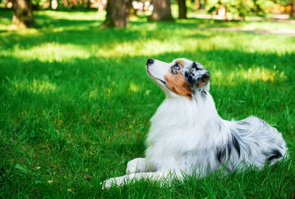 Pies Rasy Owczarek Australijski Leży Zielonej Trawie Tle Parku Pies — Zdjęcie stockowe