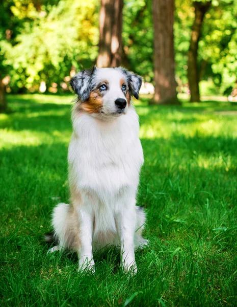 Hund Ras Aussie Australiska Herde Sitter Grönt Gräs Bakgrunden Parken — Stockfoto
