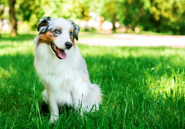 Pies Rasy Australijskiej Owczarek Australijski Siedzi Zielonej Trawie Tle Parku — Zdjęcie stockowe