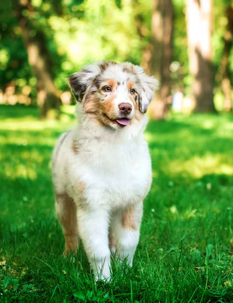 Hund Den Australiska Shepherd Rasen Står Bakgrunden Grön Park Den — Stockfoto