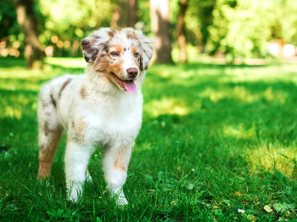 Cão Raça Pastor Australiano Fica Fundo Parque Verde Cachorro Quatro — Fotografia de Stock