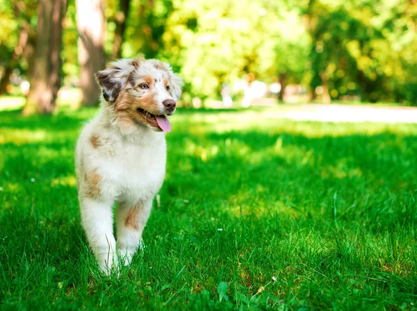 Perro Raza Pastor Australiano Encuentra Fondo Parque Verde Cachorro Cuatro — Foto de Stock