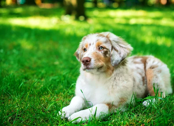 Cão Raça Pastor Australiano Encontra Fundo Parque Verde Cachorro Quatro — Fotografia de Stock