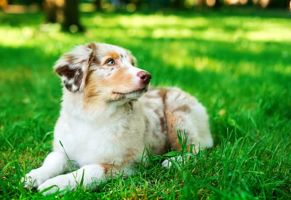 Cão Raça Pastor Australiano Encontra Fundo Parque Verde Cachorro Quatro — Fotografia de Stock