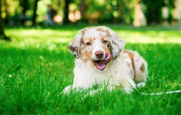 Cão Raça Australiana Shepherd Aussie Encontra Fundo Parque Verde Cachorro — Fotografia de Stock