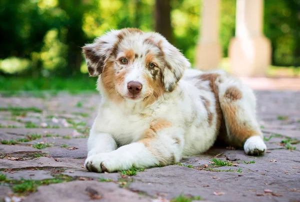 Dog Australian Shepherd Breed Aussie Lies Cobblestones Background Green Park — Stock Photo, Image