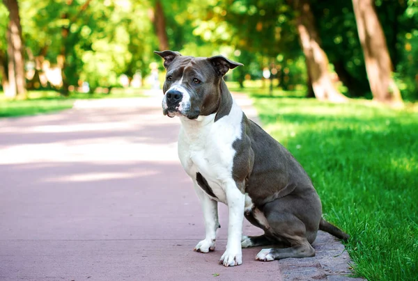 American Staffordshire Terrier Dog Está Sentado Callejón Contra Fondo Parque —  Fotos de Stock