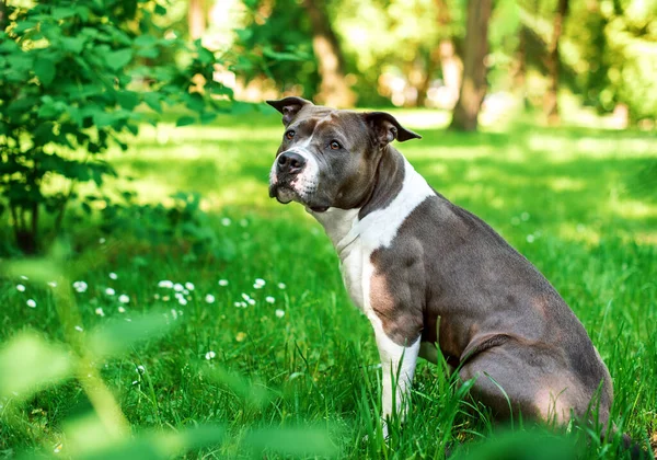 American Staffordshire Terrier Chien Est Assis Sur Côté Sur Fond Images De Stock Libres De Droits