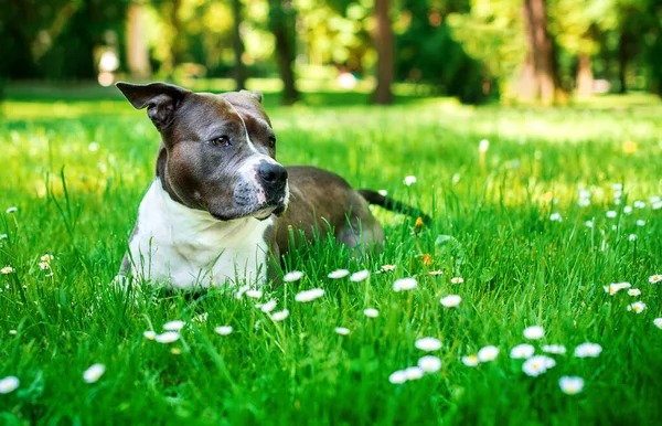Amerikai Staffordshire Terrier Kutya Fekszik Fűben Virágokban Parkolj Lány Négy — Stock Fotó
