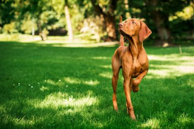 Kahverengi Macar Vizsla cinsinden bir köpek yeşil bir parkın arka planında duruyor. Köpek dokuz aylıktır. Pençesini kaldırmış bir şekilde yana bakıyor. Fotoğraf bulanıklaştı. Yüksek kalite fotoğraf