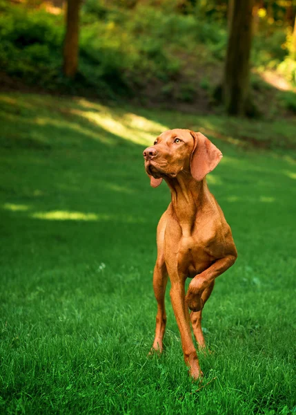 Een Hond Van Het Bruine Hongaarse Vizsla Lbreed Staat Achtergrond — Stockfoto