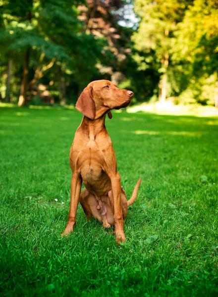 Собака Коричневої Угорської Породи Візла Сидить Тлі Зеленого Парку Собака — стокове фото