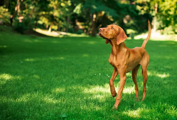 Hungarian Vizsla Stands Background Green Park Puppies Eight Months Old — Stock Photo, Image
