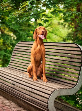 Macar Vizsla cinsinden bir köpek yeşil bir parkın arka planında bir bankta oturuyor. Dümdüz ileri bakar ve dilini dışarı çıkarır. Fotoğraf bulanık ve dikey. Yüksek kalite fotoğraf