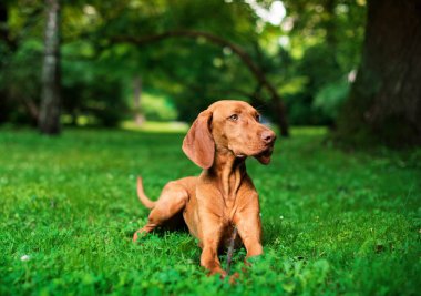 Macar Vizsla cinsinden bir köpek yeşil bir parkın arka planındaki çimlerde yatar. Av köpeği yana bakıyor. O kahverengi. Fotoğraf bulanık ve yatay durumda. Yüksek kalite fotoğraf