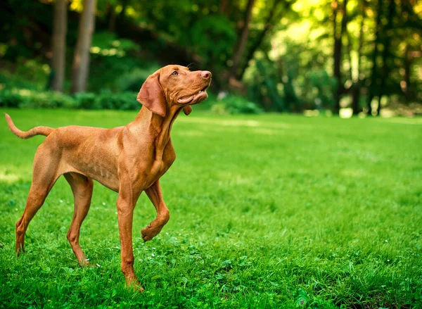 Dog Hungarian Vizsla Breed Stands Green Grass Background Park Dog — Photo