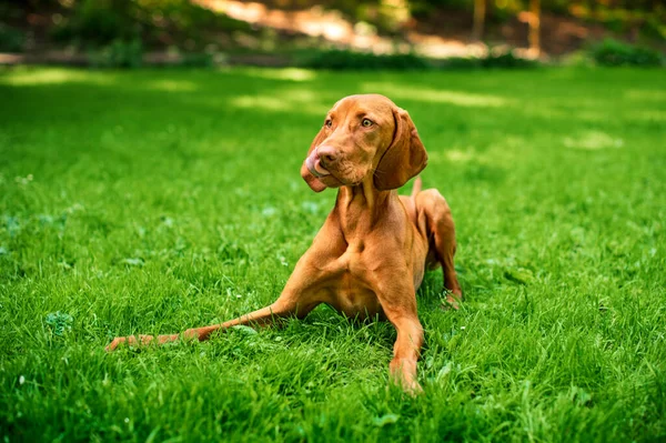 Dog Hungarian Vizsla Breed Lies Green Grass Background Park Dog — ストック写真