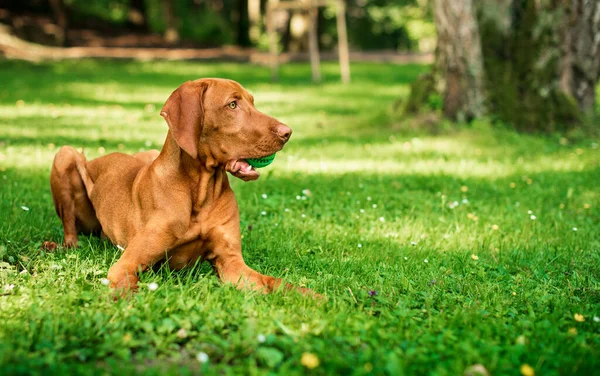 一只匈牙利Vizsla品种的狗躺在公园的绿草上 这只狗嘴里衔着一个玩具球 他把头转向一边 这张照片模糊不清 高质量的照片 — 图库照片