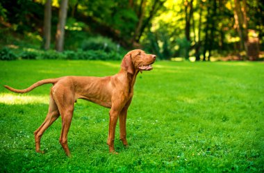 Macar Vizsla cinsinden bir köpek bulanık bir parkın arka planındaki yeşil çimlerin üzerinde yan duruyor. Köpek çok zayıf. O sekiz aylık. Fotoğraf bulanıklaştı. Yüksek kalite fotoğraf