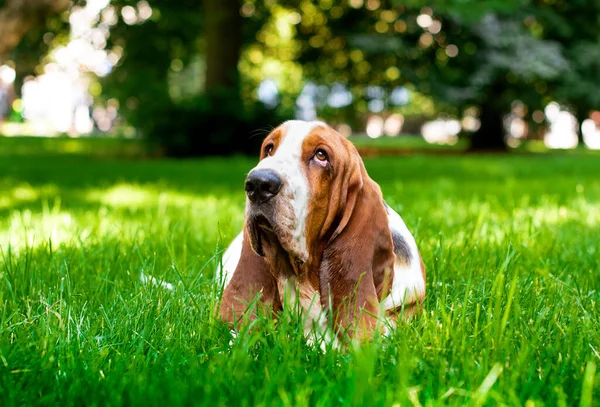 一只狗躺在绿草上 背靠在树后 这只狗有长长的耳朵和悲伤的眼睛 他抬起头来 这张照片模糊不清 高质量的照片 — 图库照片