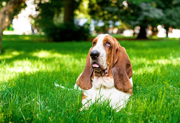 ベースハウンドの犬種は 木の背景に対して緑の草の上にあります 犬は長い耳と悲しい目を持っています 彼は見上げて舌を見せている 写真はぼやけています 高品質の写真 — ストック写真