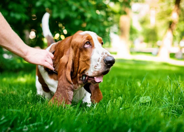 ベースセットハウンド品種の犬は 木の背景に対して緑の草の上に立っています オーナーは彼を首輪で抱えています 写真はぼやけています 高品質の写真 — ストック写真