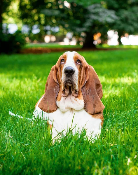 在公园的背景上 一只狗躺在绿草丛中 一只美丽的狗 长着长长的耳朵和悲伤的眼睛 这张照片模糊不清 高质量的照片 — 图库照片