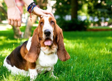 Basset av köpeği parkın arka planındaki yeşil çimlerin üzerinde oturuyor. Sahibi eliyle başını okşar. Uzun kulakları ve üzgün gözleri var. Fotoğraf bulanıklaştı. Yüksek kalite fotoğraf