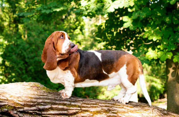 ベースハウンドドッグは木の背景に木製のログの上に横に立っています 犬は目をそらして 自分をライセンスします 彼は長い耳を持っている 写真はぼやけ 水平になっています 高品質の写真 — ストック写真