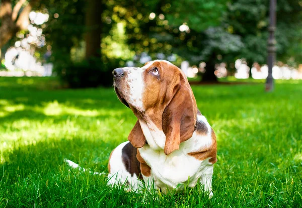 ベースハウンド犬が草の上に座っている 犬は頭を横に向け 公園を見上げました 犬は悲しい目をしている 写真はぼやけています 高品質の写真 — ストック写真