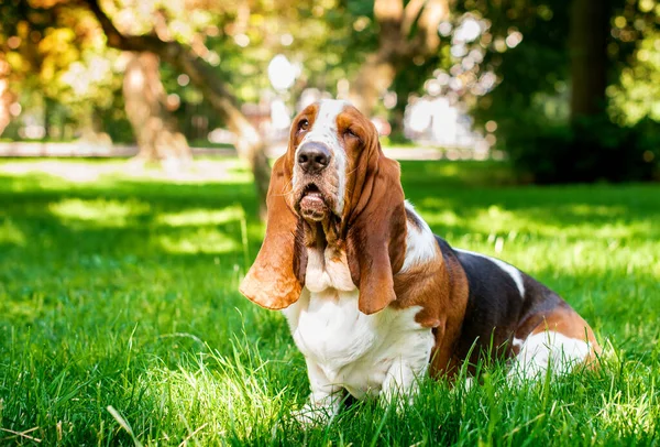 ベースハウンド犬は木の背景に対して緑の草の中に座っています 長い耳と悲しい目を持つ美しい犬 写真はぼやけています 高品質の写真 — ストック写真