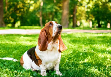 Yeşil çimlerde oturan üzgün av köpeği. Köpek yukarı bakıyor. Onun uzun kulakları var. Fotoğraf dikey ve bulanık. Park et. Yüksek kalite fotoğraf