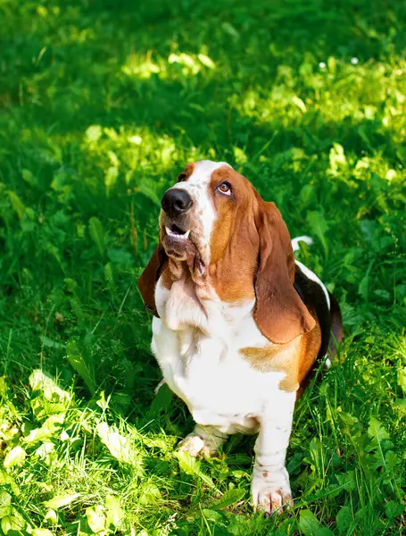悲哀的猎犬坐在绿草上 那只狗张开嘴往上看 他有很长的耳朵 这张照片是垂直的 模糊的 高质量的照片 — 图库照片