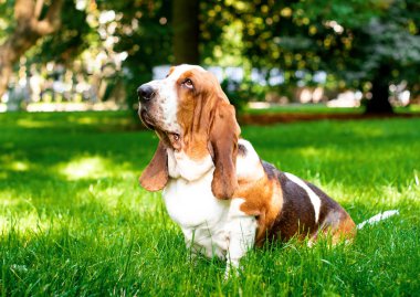 Üzgün av köpeği yeşil çimlerin üzerinde yan oturuyor. Köpek başını kaldırdı ve yukarı baktı. Onun uzun kulakları var. Park, ağaçlar. Fotoğraf dikey ve bulanık. Yüksek kalite fotoğraf
