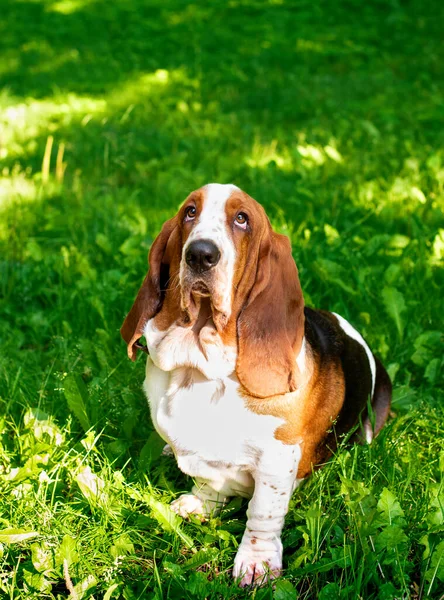 悲哀的猎犬坐在绿草上 那只狗抬起头 抬起头看了看 他有很长的耳朵 这张照片是垂直的 模糊的 高质量的照片 — 图库照片