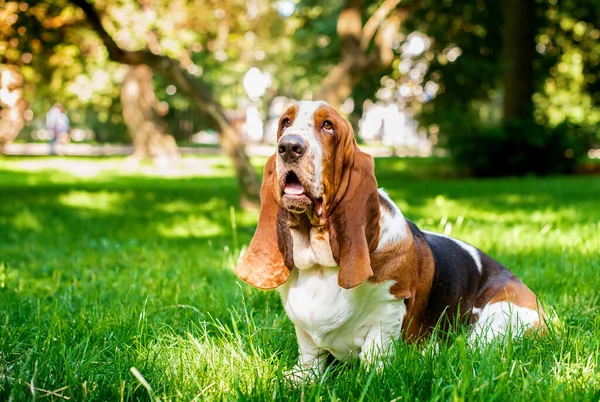 Sorglig Basist Hund Sitter Det Gröna Gräset Mot Bakgrund Suddiga — Stockfoto