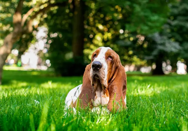 一只悲哀的巴吉德猎犬躺在绿草中 背景模糊 那只狗抬起头 问了些什么 他才一岁零两个月大 这张照片模糊不清 — 图库照片