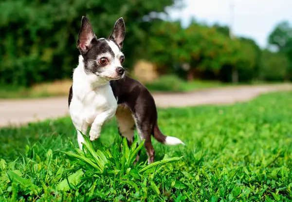 Small Chihuahua Dog Standing Grass Dog Raised His Paw Turned — Stock Photo, Image