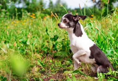 Bir chihuahua köpeği yeşil çimlerin üzerinde oturuyor. Pençesini kaldırdı ve dikkatlice yana baktı. Köpek dikkatli bir şekilde yana bakıyor. Fotoğraf bulanık ve yatay durumda. Yüksek kalite fotoğraf