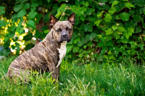 Cão Americano Staffordshire Terrier Está Sentado Lateralmente Grama Fundo Uma — Fotografia de Stock